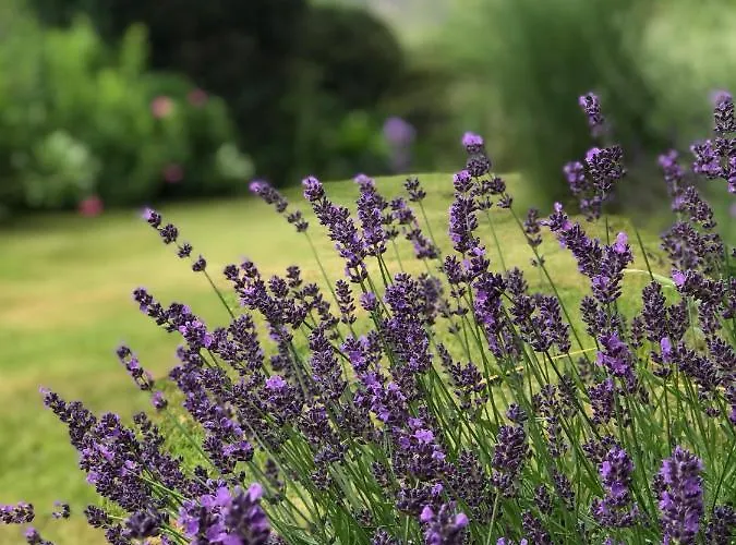 Panoramahaus Апартаменты